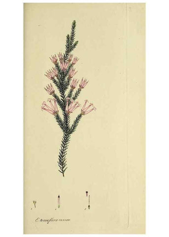 Reproducción/Reproduction 49721015496: The heathery, or, A monograph of the genus Erica :. London :Henry G. Bohn,1845.. 