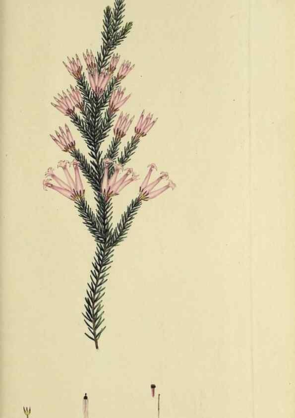 Reproducción/Reproduction 49721015496: The heathery, or, A monograph of the genus Erica :. London :Henry G. Bohn,1845.. 