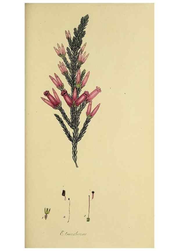 Reproducción/Reproduction 49720477543: The heathery, or, A monograph of the genus Erica :. London :Henry G. Bohn,1845.. 