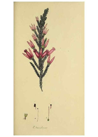 Reproducción/Reproduction 49720477543: The heathery, or, A monograph of the genus Erica :. London :Henry G. Bohn,1845.. 