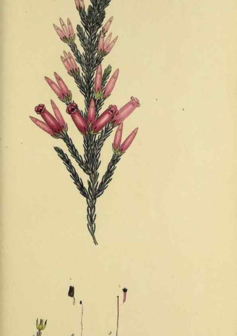 Reproducción/Reproduction 49720477543: The heathery, or, A monograph of the genus Erica :. London :Henry G. Bohn,1845.. 