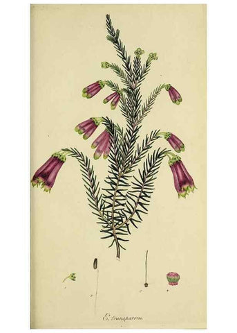 Reproducción/Reproduction 49721016031: The heathery, or, A monograph of the genus Erica :. London :Henry G. Bohn,1845.. 