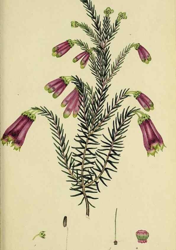Reproducción/Reproduction 49721016031: The heathery, or, A monograph of the genus Erica :. London :Henry G. Bohn,1845.. 