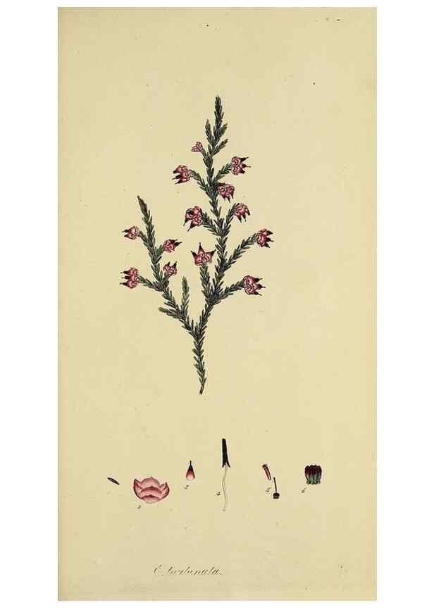 Reproducción/Reproduction 49721329852: The heathery, or, A monograph of the genus Erica :. London :Henry G. Bohn,1845.. 