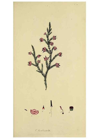 Reproducción/Reproduction 49721329852: The heathery, or, A monograph of the genus Erica :. London :Henry G. Bohn,1845.. 