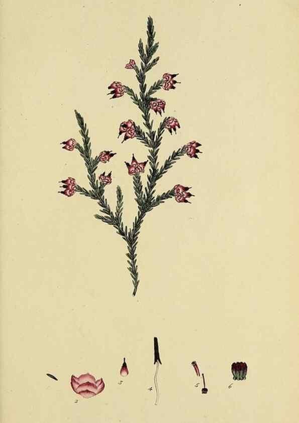 Reproducción/Reproduction 49721329852: The heathery, or, A monograph of the genus Erica :. London :Henry G. Bohn,1845.. 