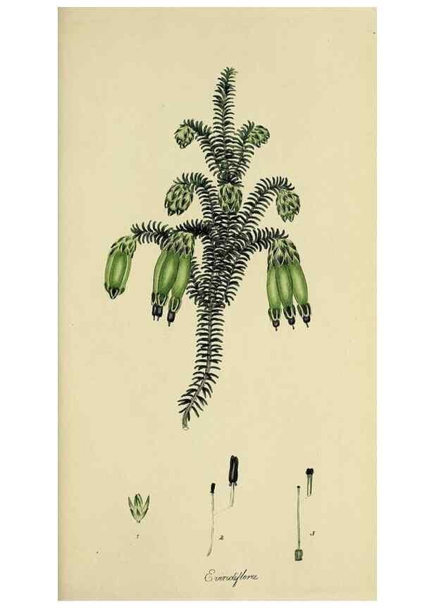 Reproducción/Reproduction 49720478228: The heathery, or, A monograph of the genus Erica :. London :Henry G. Bohn,1845.. 