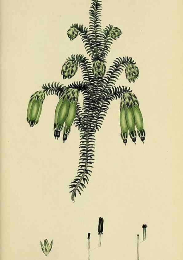 Reproducción/Reproduction 49720478228: The heathery, or, A monograph of the genus Erica :. London :Henry G. Bohn,1845.. 