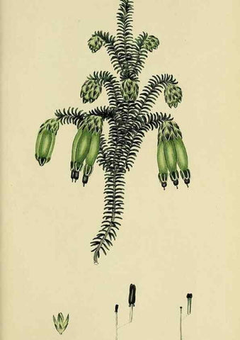 Reproducción/Reproduction 49720478228: The heathery, or, A monograph of the genus Erica :. London :Henry G. Bohn,1845.. 