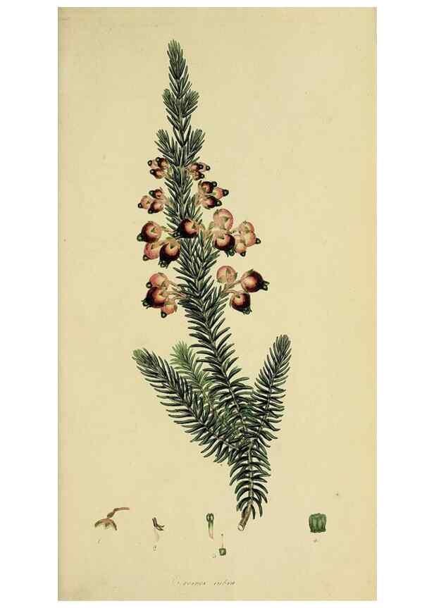 Reproducción/Reproduction 49721016751: The heathery, or, A monograph of the genus Erica :. London :Henry G. Bohn,1845.. 
