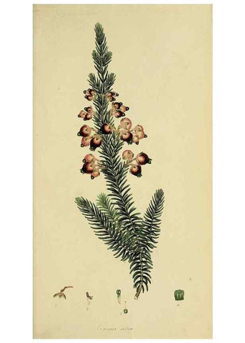 Reproducción/Reproduction 49721016751: The heathery, or, A monograph of the genus Erica :. London :Henry G. Bohn,1845.. 