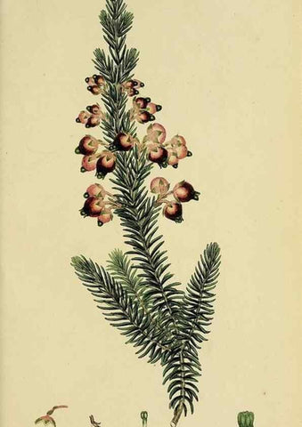Reproducción/Reproduction 49721016751: The heathery, or, A monograph of the genus Erica :. London :Henry G. Bohn,1845.. 
