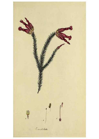 Reproducción/Reproduction 49721330682: The heathery, or, A monograph of the genus Erica :. London :Henry G. Bohn,1845.. 