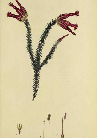 Reproducción/Reproduction 49721330682: The heathery, or, A monograph of the genus Erica :. London :Henry G. Bohn,1845.. 