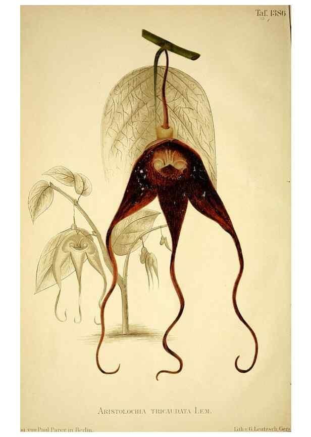 Reproducción/Reproduction 49720771238: Gartenflora.. Erlangen :F. Enke,1852-1940.. 