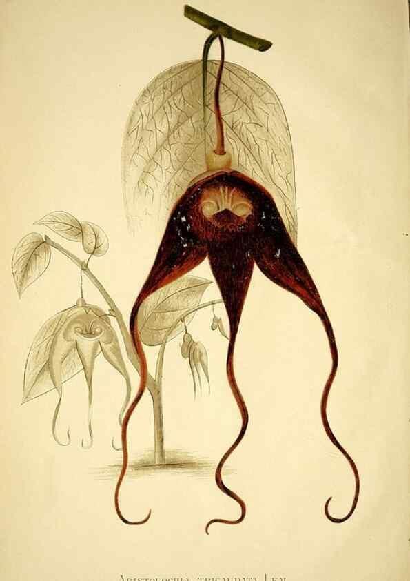 Reproducción/Reproduction 49720771238: Gartenflora.. Erlangen :F. Enke,1852-1940.. 