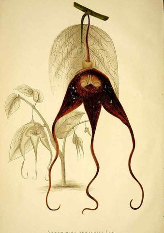 Reproducción/Reproduction 49720771238: Gartenflora.. Erlangen :F. Enke,1852-1940.. 