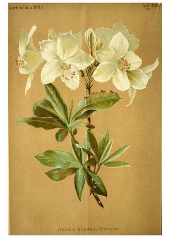 Reproducción/Reproduction 49721308316: Gartenflora.. Erlangen :F. Enke,1852-1940.. 