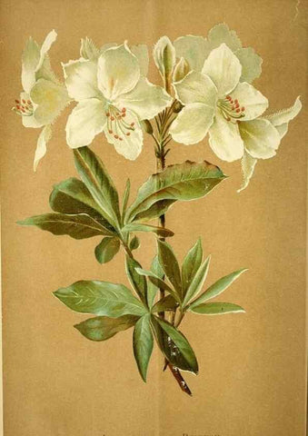 Reproducción/Reproduction 49721308316: Gartenflora.. Erlangen :F. Enke,1852-1940.. 