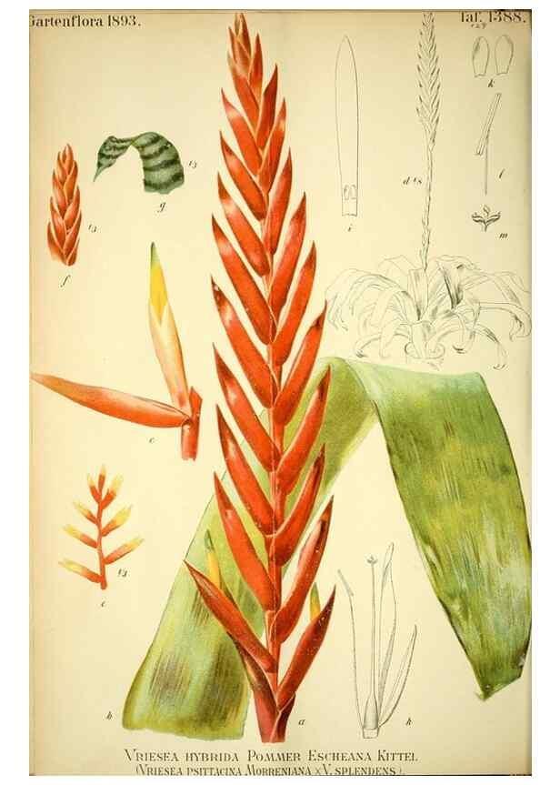 Reproducción/Reproduction 49721308671: Gartenflora.. Erlangen :F. Enke,1852-1940.. 
