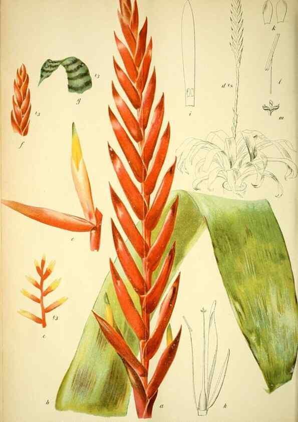 Reproducción/Reproduction 49721308671: Gartenflora.. Erlangen :F. Enke,1852-1940.. 