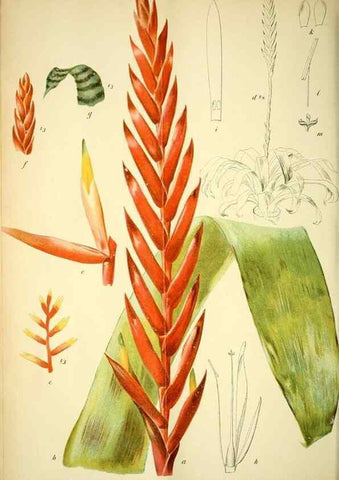 Reproducción/Reproduction 49721308671: Gartenflora.. Erlangen :F. Enke,1852-1940.. 