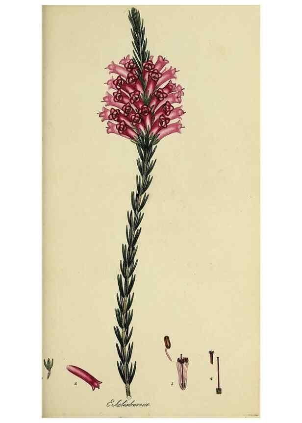 Reproducción/Reproduction 49721013851: The heathery, or, A monograph of the genus Erica :. London :Henry G. Bohn,1845.. 