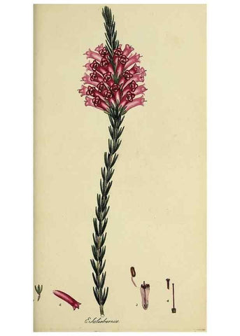 Reproducción/Reproduction 49721013851: The heathery, or, A monograph of the genus Erica :. London :Henry G. Bohn,1845.. 