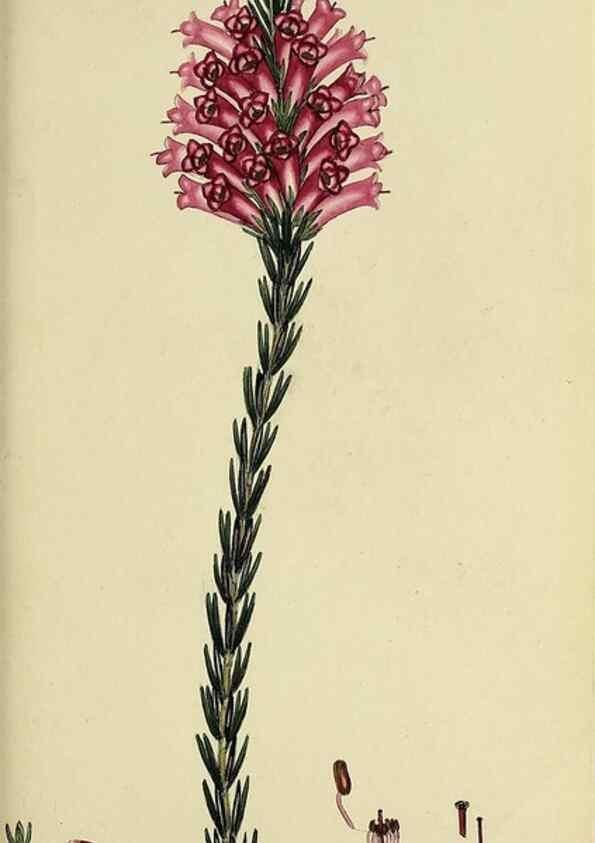 Reproducción/Reproduction 49721013851: The heathery, or, A monograph of the genus Erica :. London :Henry G. Bohn,1845.. 