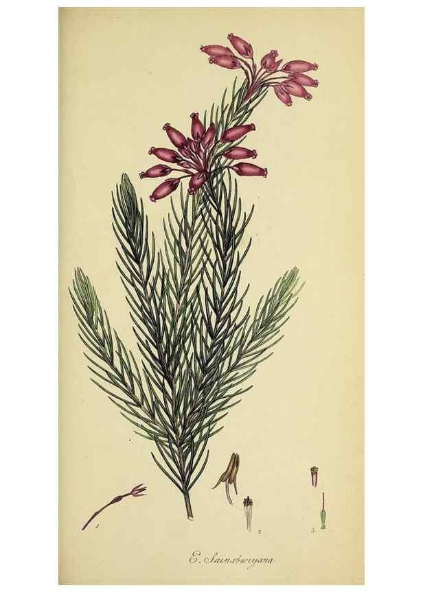 Reproducción/Reproduction 49720475498: The heathery, or, A monograph of the genus Erica :. London :Henry G. Bohn,1845.. 