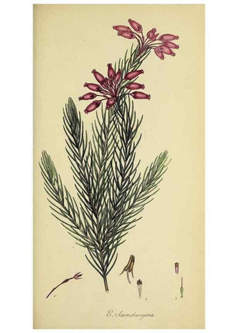 Reproducción/Reproduction 49720475498: The heathery, or, A monograph of the genus Erica :. London :Henry G. Bohn,1845.. 