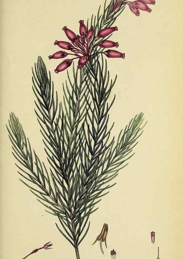 Reproducción/Reproduction 49720475498: The heathery, or, A monograph of the genus Erica :. London :Henry G. Bohn,1845.. 