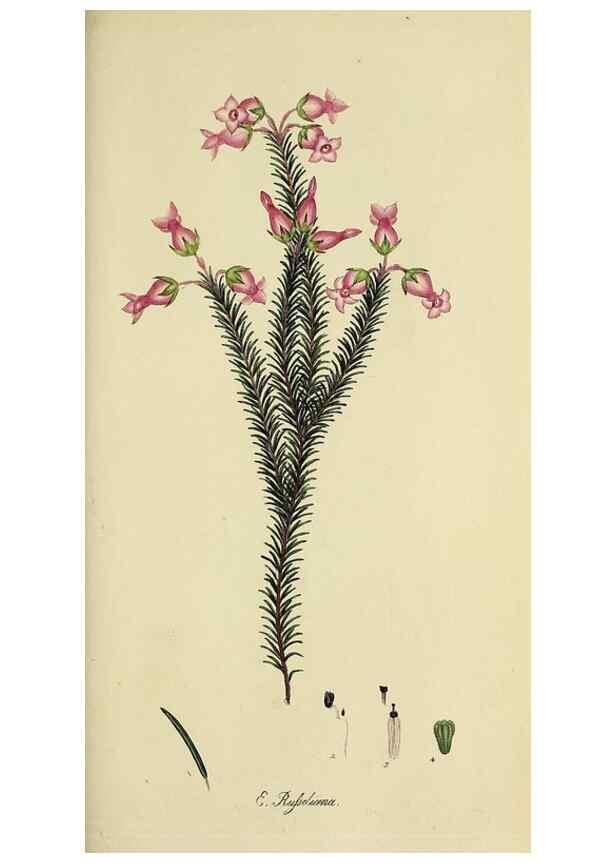Reproducción/Reproduction 49721327107: The heathery, or, A monograph of the genus Erica :. London :Henry G. Bohn,1845.. 