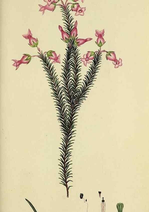Reproducción/Reproduction 49721327107: The heathery, or, A monograph of the genus Erica :. London :Henry G. Bohn,1845.. 