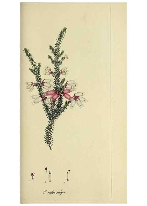 Reproducción/Reproduction 49721326867: The heathery, or, A monograph of the genus Erica :. London :Henry G. Bohn,1845.. 