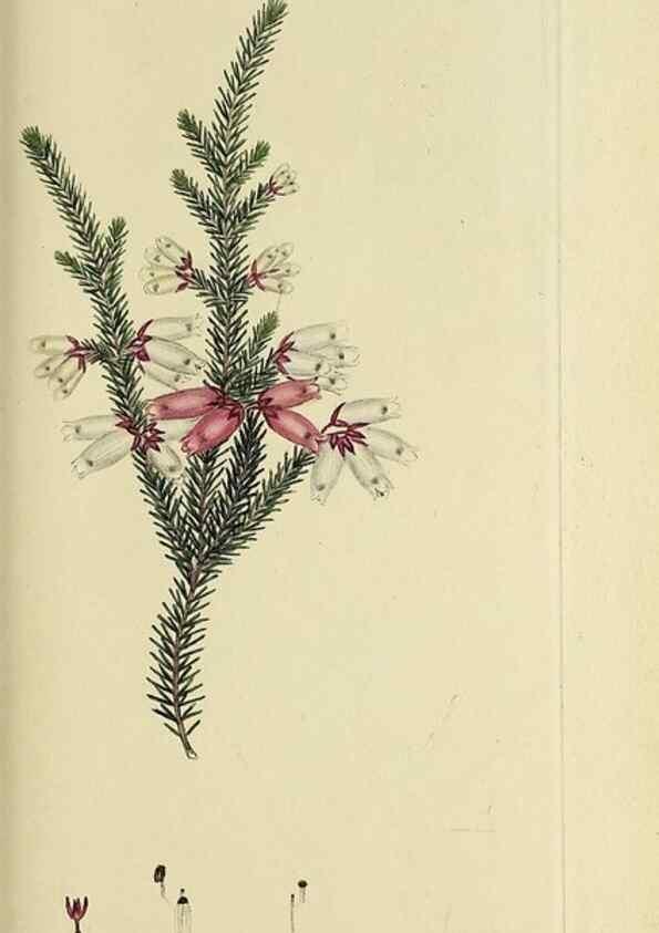 Reproducción/Reproduction 49721326867: The heathery, or, A monograph of the genus Erica :. London :Henry G. Bohn,1845.. 