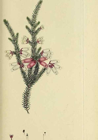 Reproducción/Reproduction 49721326867: The heathery, or, A monograph of the genus Erica :. London :Henry G. Bohn,1845.. 