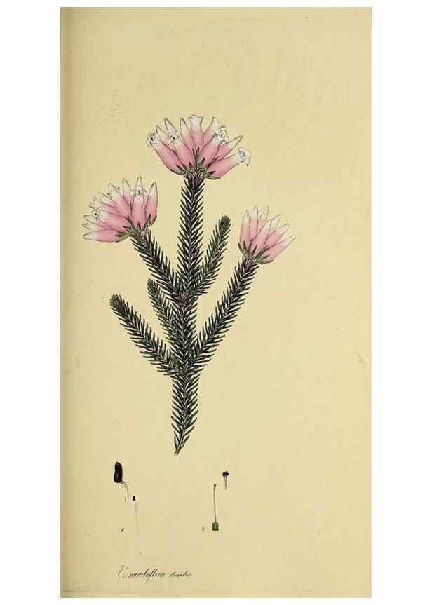 Reproducción/Reproduction 49721322747: The heathery, or, A monograph of the genus Erica :. London :Henry G. Bohn,1845.. 
