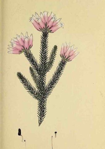 Reproducción/Reproduction 49721322747: The heathery, or, A monograph of the genus Erica :. London :Henry G. Bohn,1845.. 