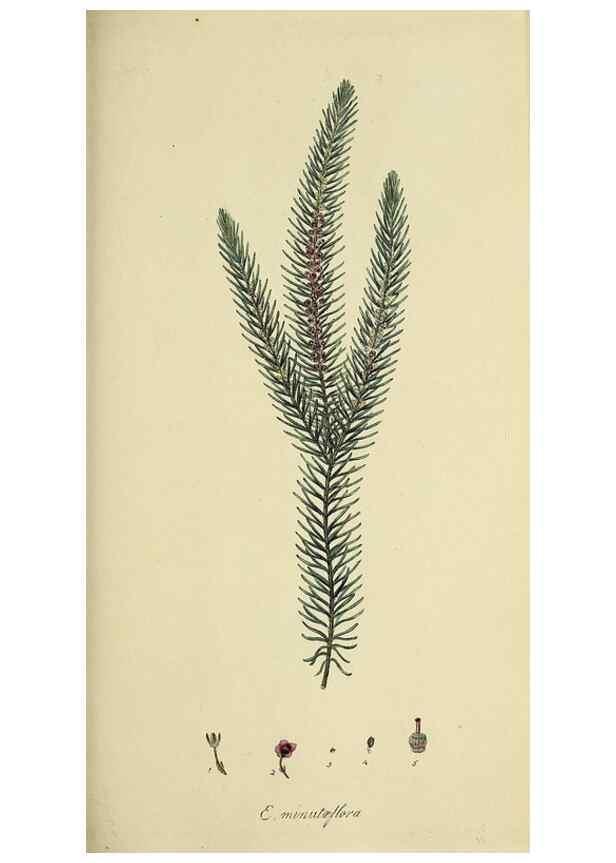 Reproducción/Reproduction 49720471243: The heathery, or, A monograph of the genus Erica :. London :Henry G. Bohn,1845.. 