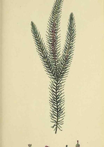 Reproducción/Reproduction 49720471243: The heathery, or, A monograph of the genus Erica :. London :Henry G. Bohn,1845.. 