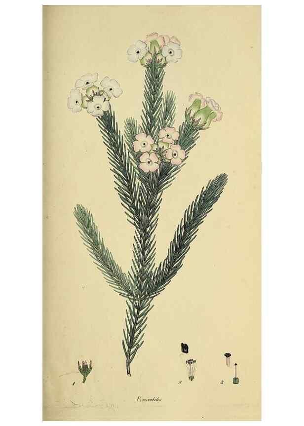 Reproducción/Reproduction 49721009486: The heathery, or, A monograph of the genus Erica :. London :Henry G. Bohn,1845.. 