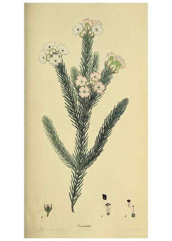 Reproducción/Reproduction 49721009486: The heathery, or, A monograph of the genus Erica :. London :Henry G. Bohn,1845.. 