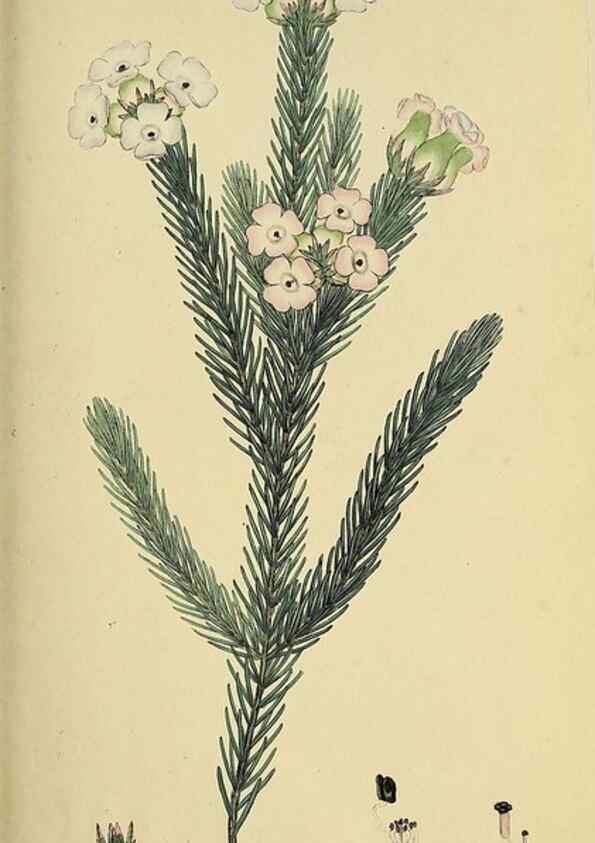 Reproducción/Reproduction 49721009486: The heathery, or, A monograph of the genus Erica :. London :Henry G. Bohn,1845.. 