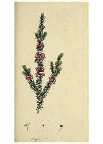 Reproducción/Reproduction 49721009681: The heathery, or, A monograph of the genus Erica :. London :Henry G. Bohn,1845.. 