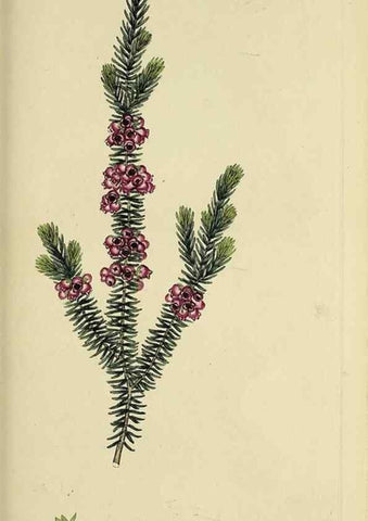 Reproducción/Reproduction 49721009681: The heathery, or, A monograph of the genus Erica :. London :Henry G. Bohn,1845.. 