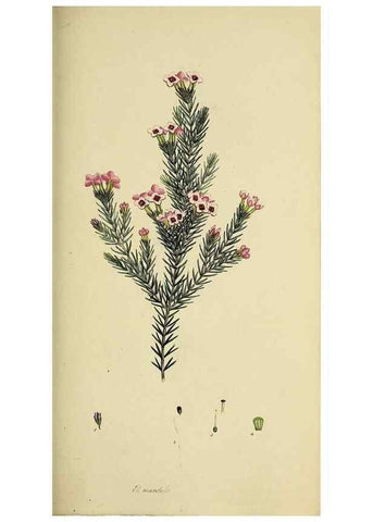 Reproducción/Reproduction 49721323757: The heathery, or, A monograph of the genus Erica :. London :Henry G. Bohn,1845.. 