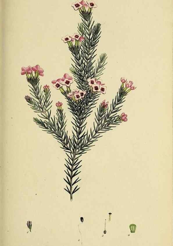 Reproducción/Reproduction 49721323757: The heathery, or, A monograph of the genus Erica :. London :Henry G. Bohn,1845.. 