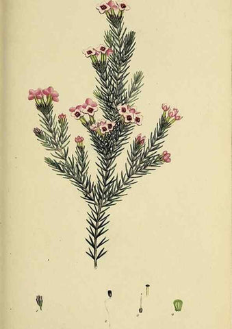 Reproducción/Reproduction 49721323757: The heathery, or, A monograph of the genus Erica :. London :Henry G. Bohn,1845.. 