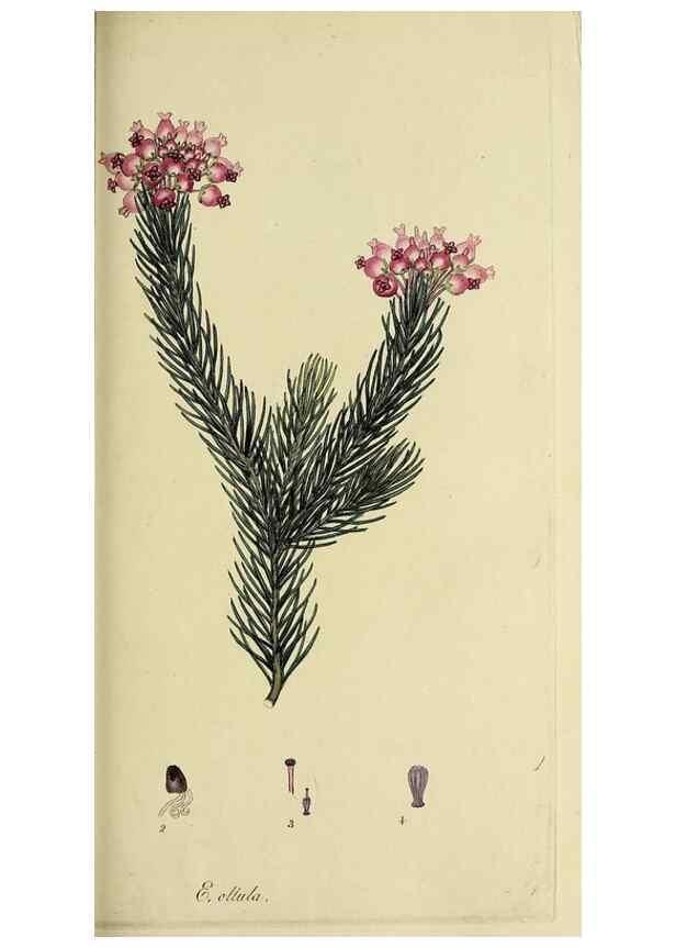 Reproducción/Reproduction 49721323947: The heathery, or, A monograph of the genus Erica :. London :Henry G. Bohn,1845.. 